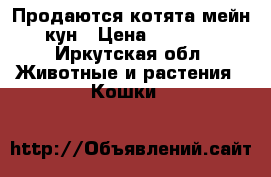 Продаются котята мейн кун › Цена ­ 8 000 - Иркутская обл. Животные и растения » Кошки   